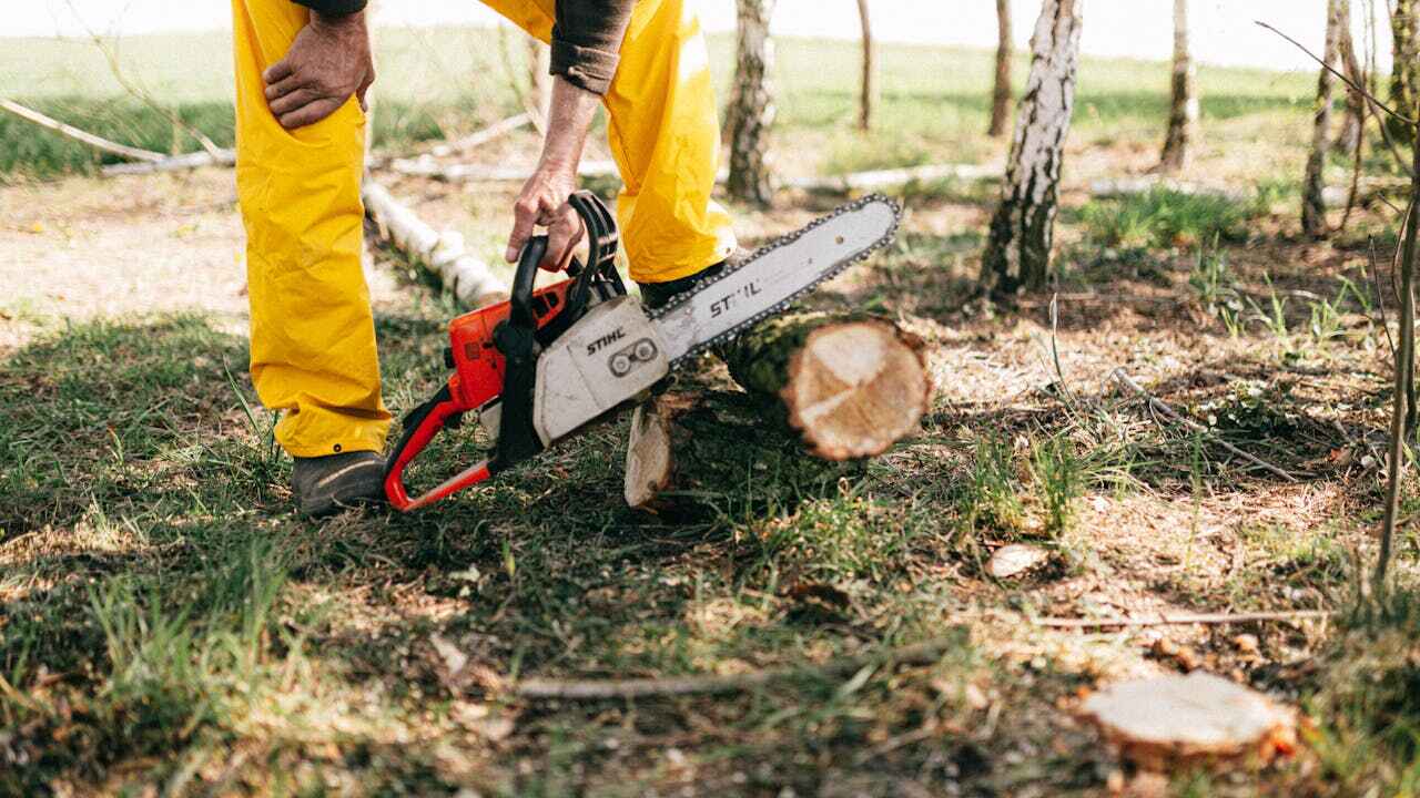 Best Tree Branch Trimming  in Manchester, MD